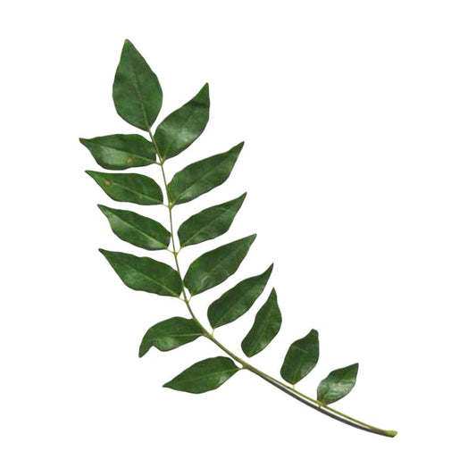 Fresh Indian Curry Leaves (Sweet Neem Leaves) 15g (approx)